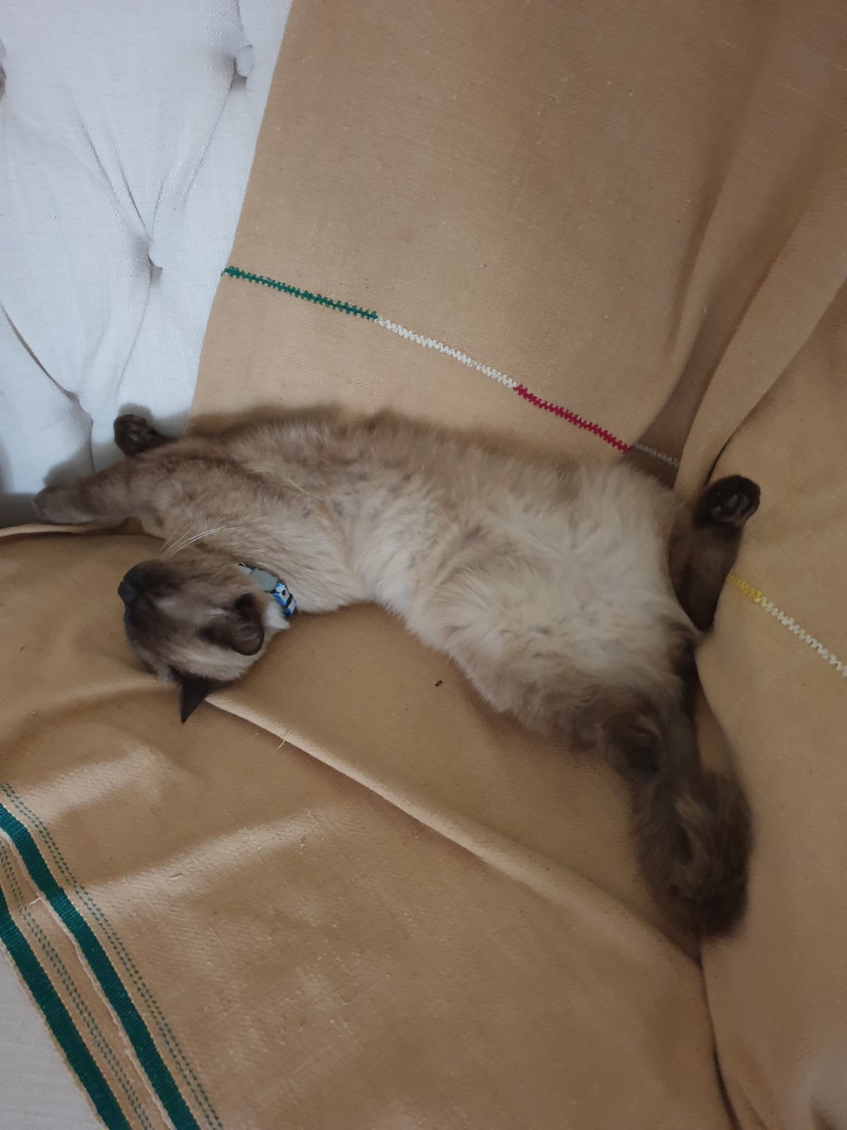 Moku lounging