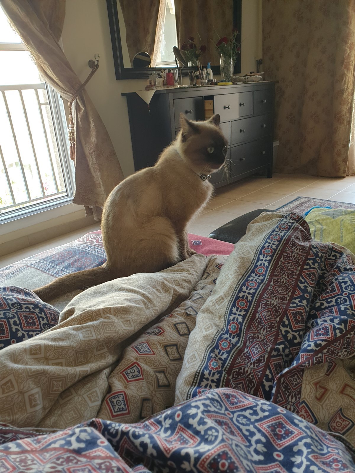 Moku on the sofa