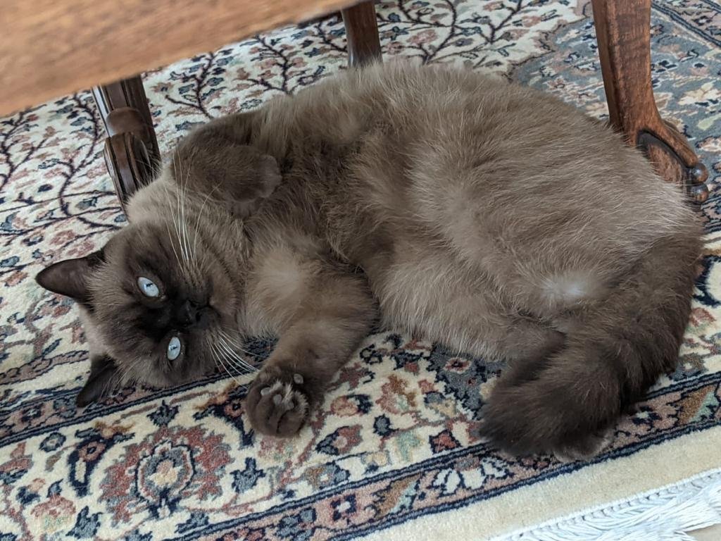 Moku looking regal