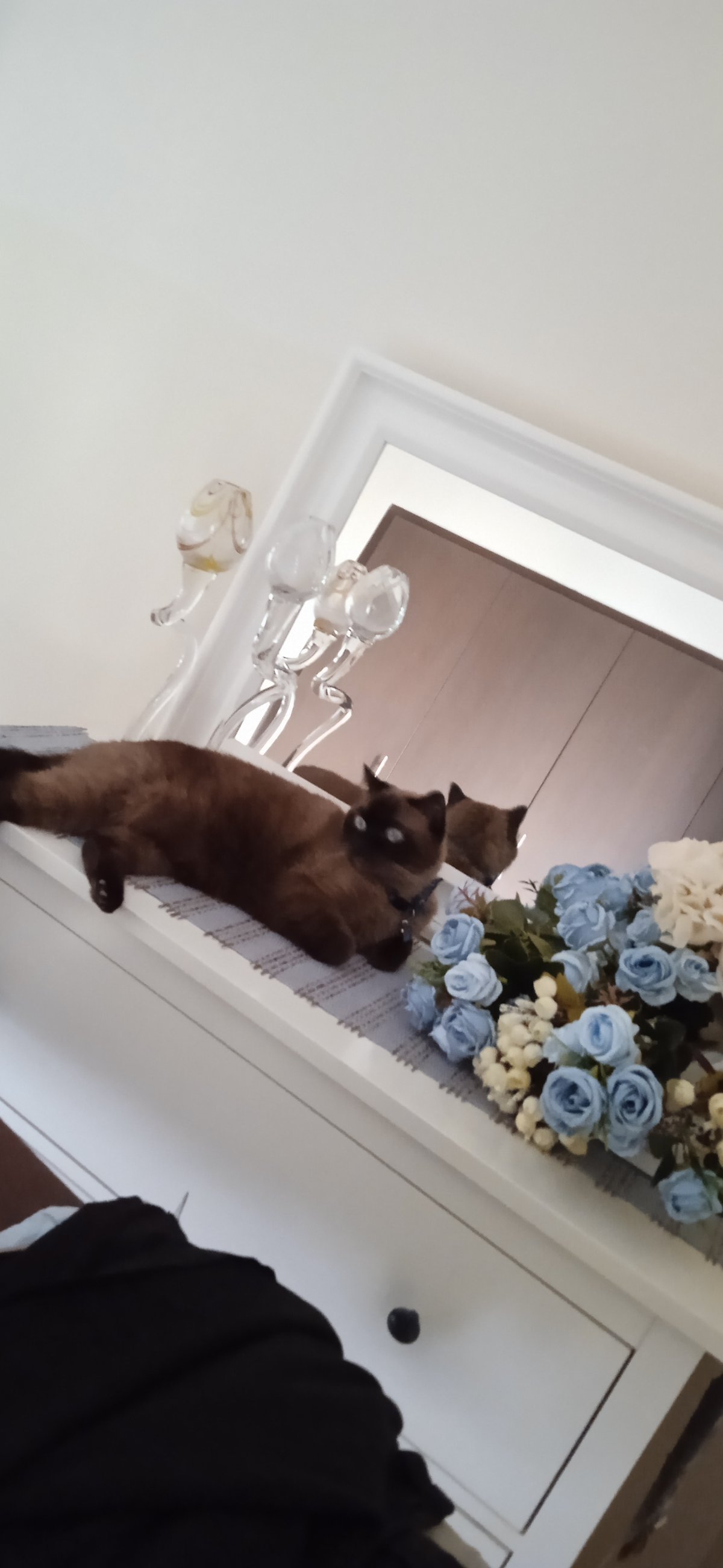 Moku resting among flowers