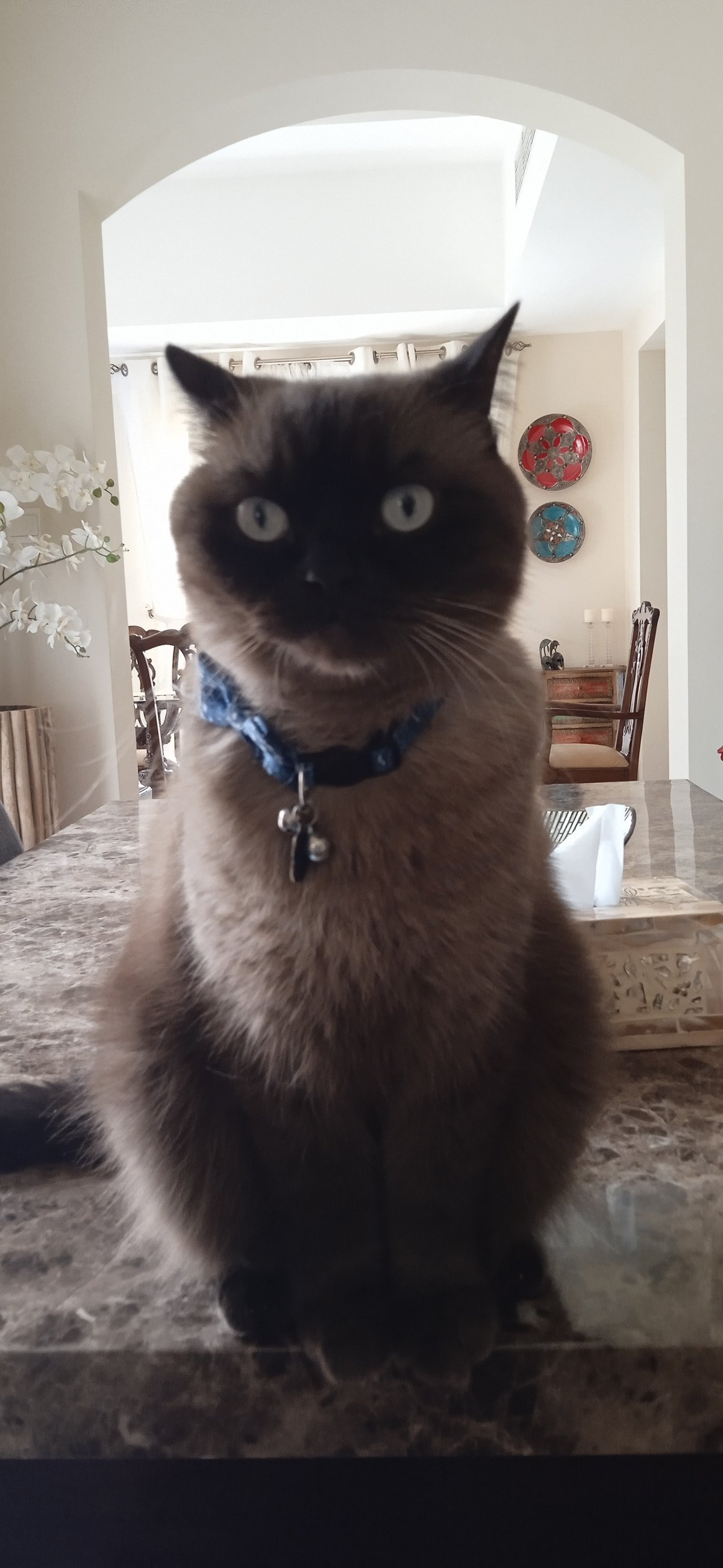 Moku — those eyes