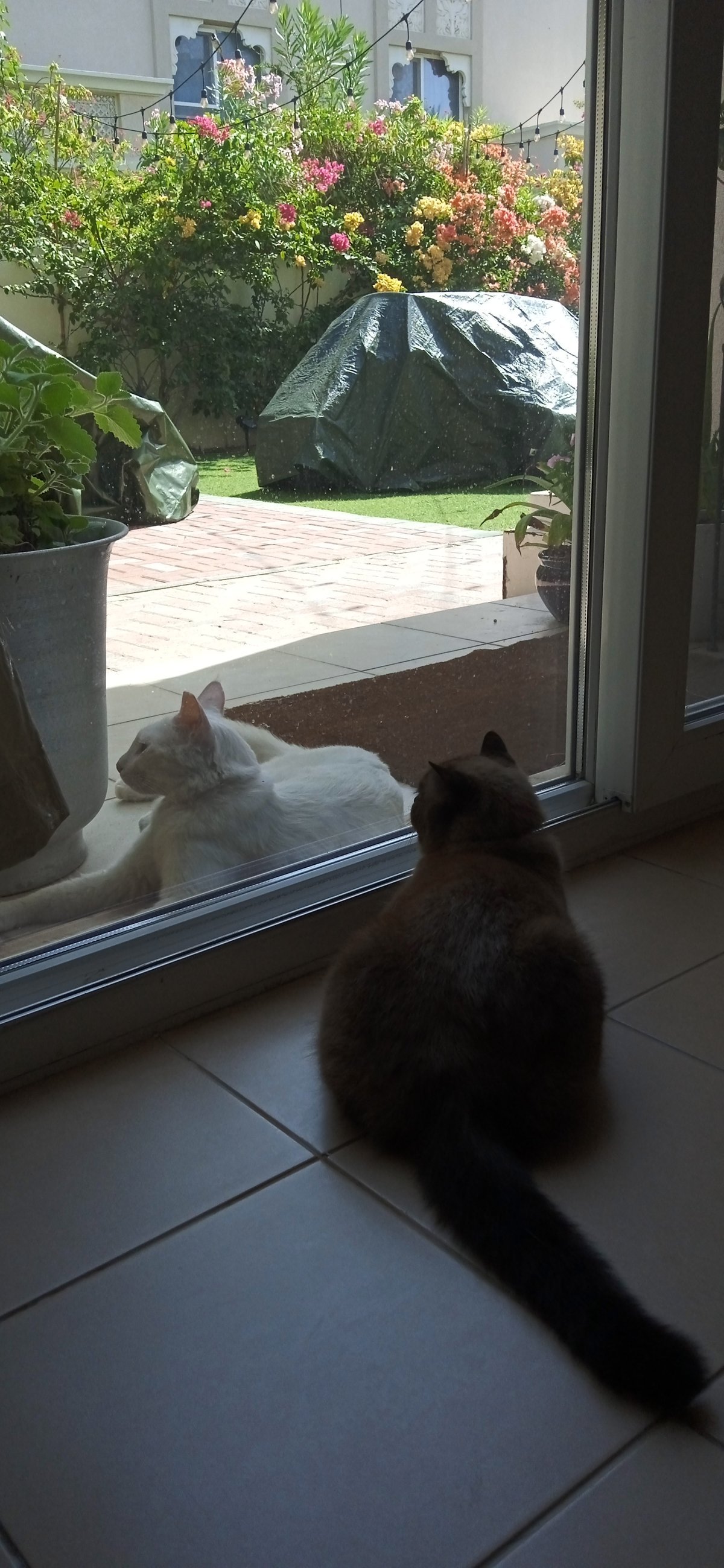 Moku with his paw tag
