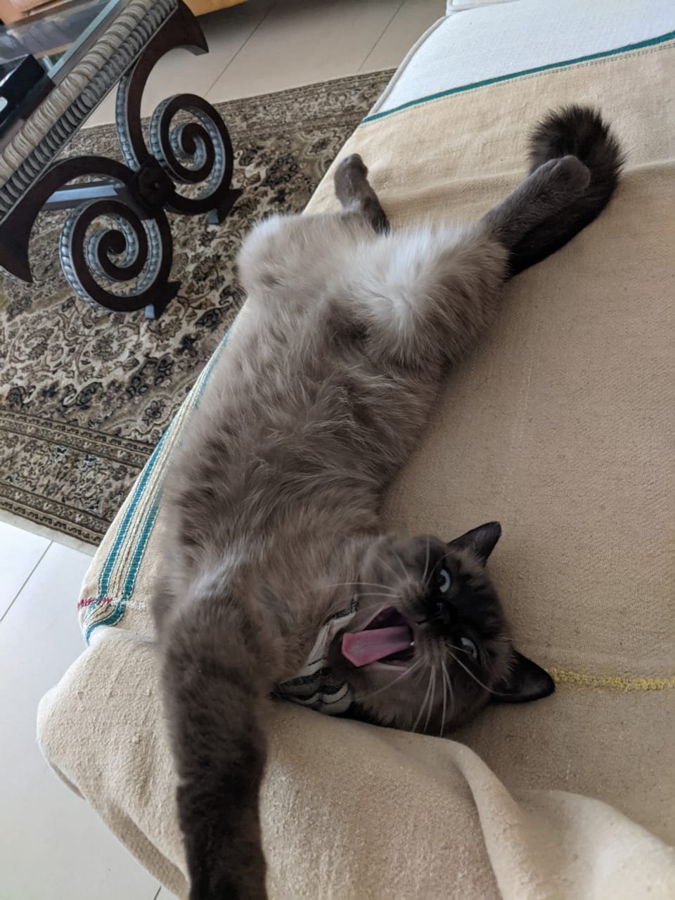 Moku at rest