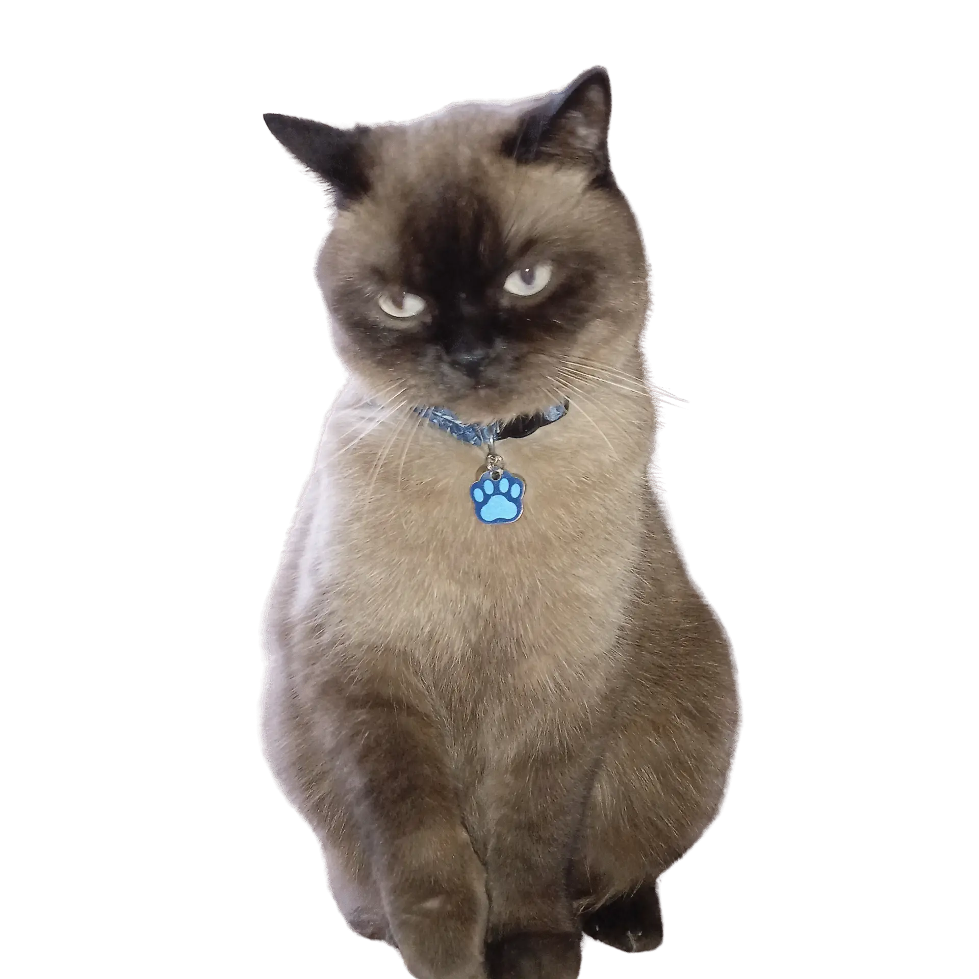 Moku the rescue cat